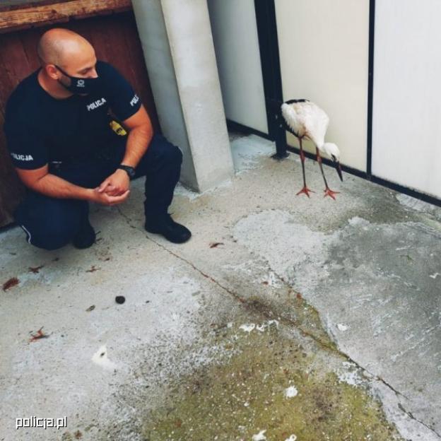 Policjanci interweniowali wobec… bociana. Ptak noc spędził w komendzie