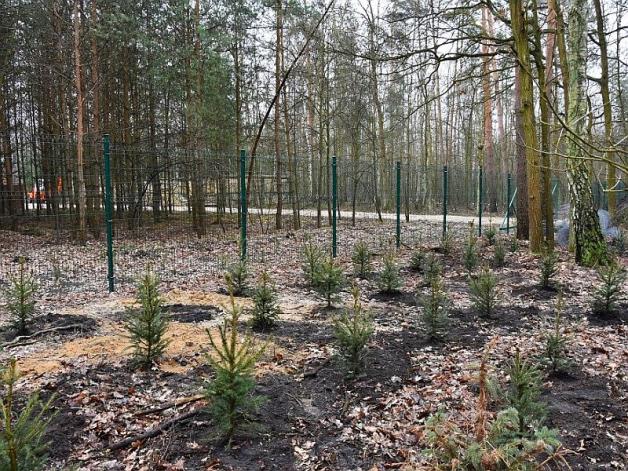 Wiosenne sadzenia w lasach
